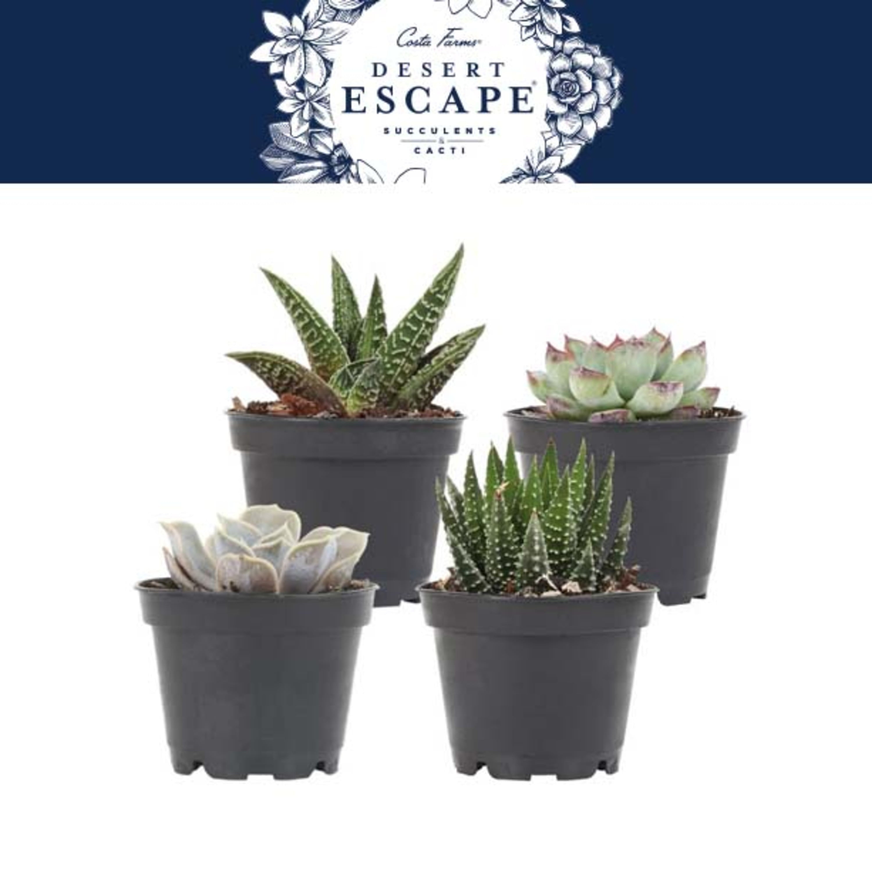 Costa Farms Desert Escape Live Indoor 5in. Tall Assorted Succulent; Bright， Direct Sunlight Plant in 4in. Grower Pot， 4-Pack