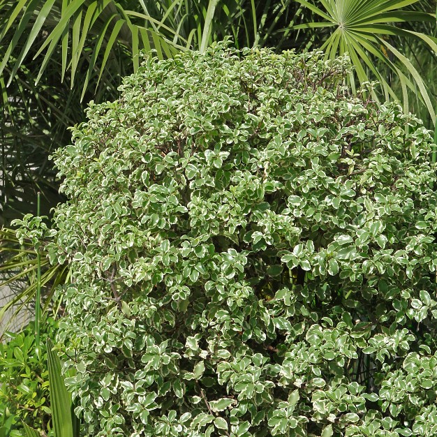 1pc Pittosporum Variegated - National Plant Network