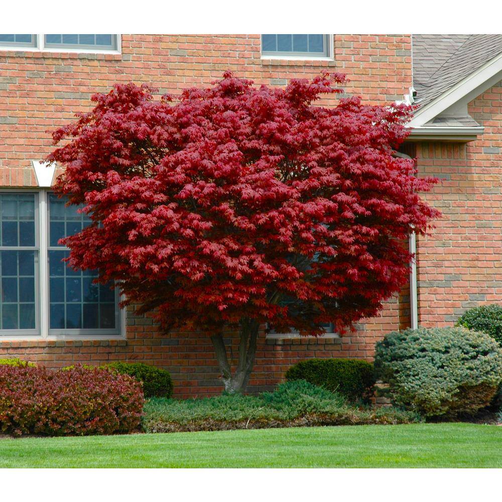 Online Orchards 3 Gal. Bloodgood Japanese Maple Tree - Cold Hardy vivid Scarlet Autumn Foliage SBAP301