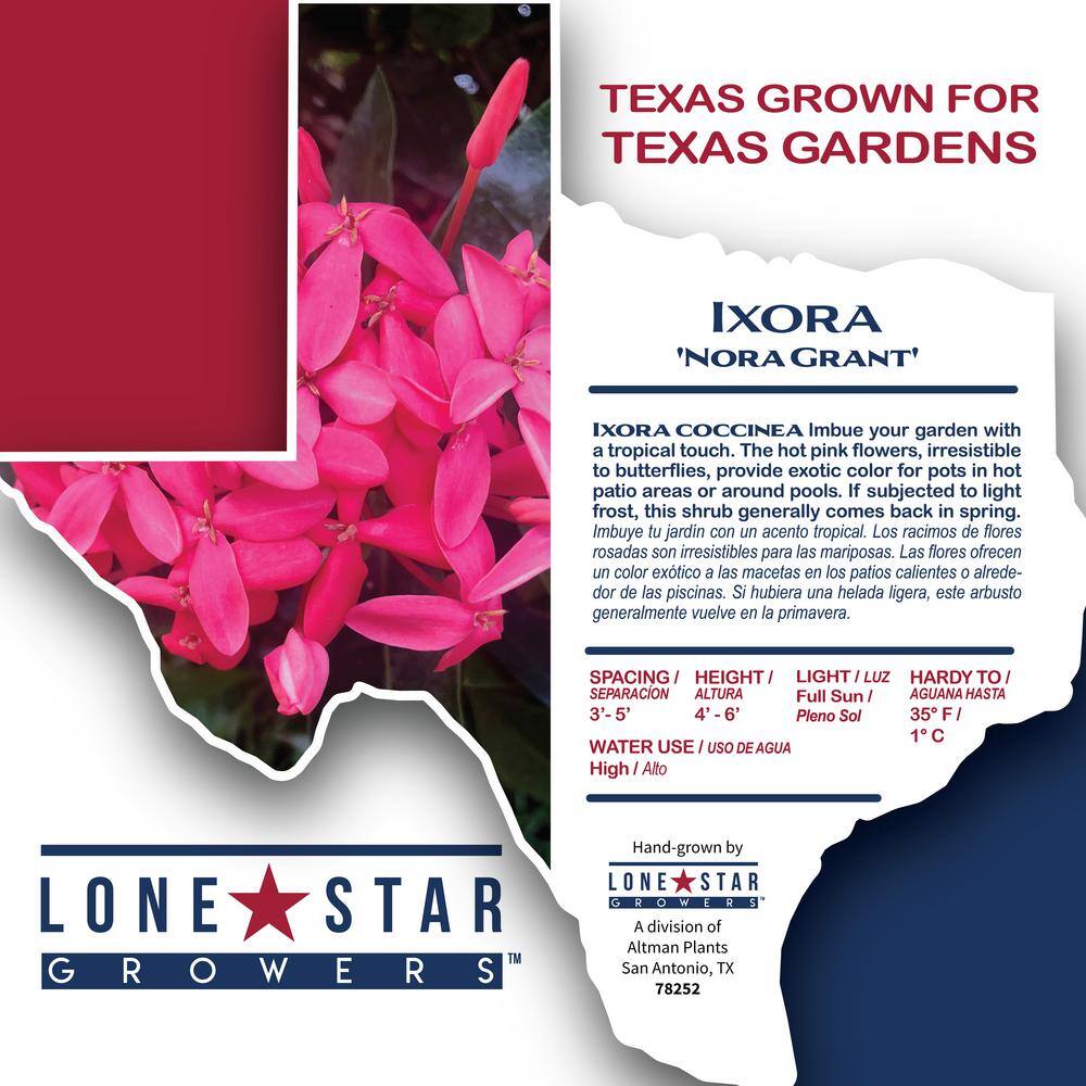 ALTMAN PLANTS Lone Star Growers 8 qt. Jungle Geranium shrub (Ixora Nora Grant) Pink blooms 0872606