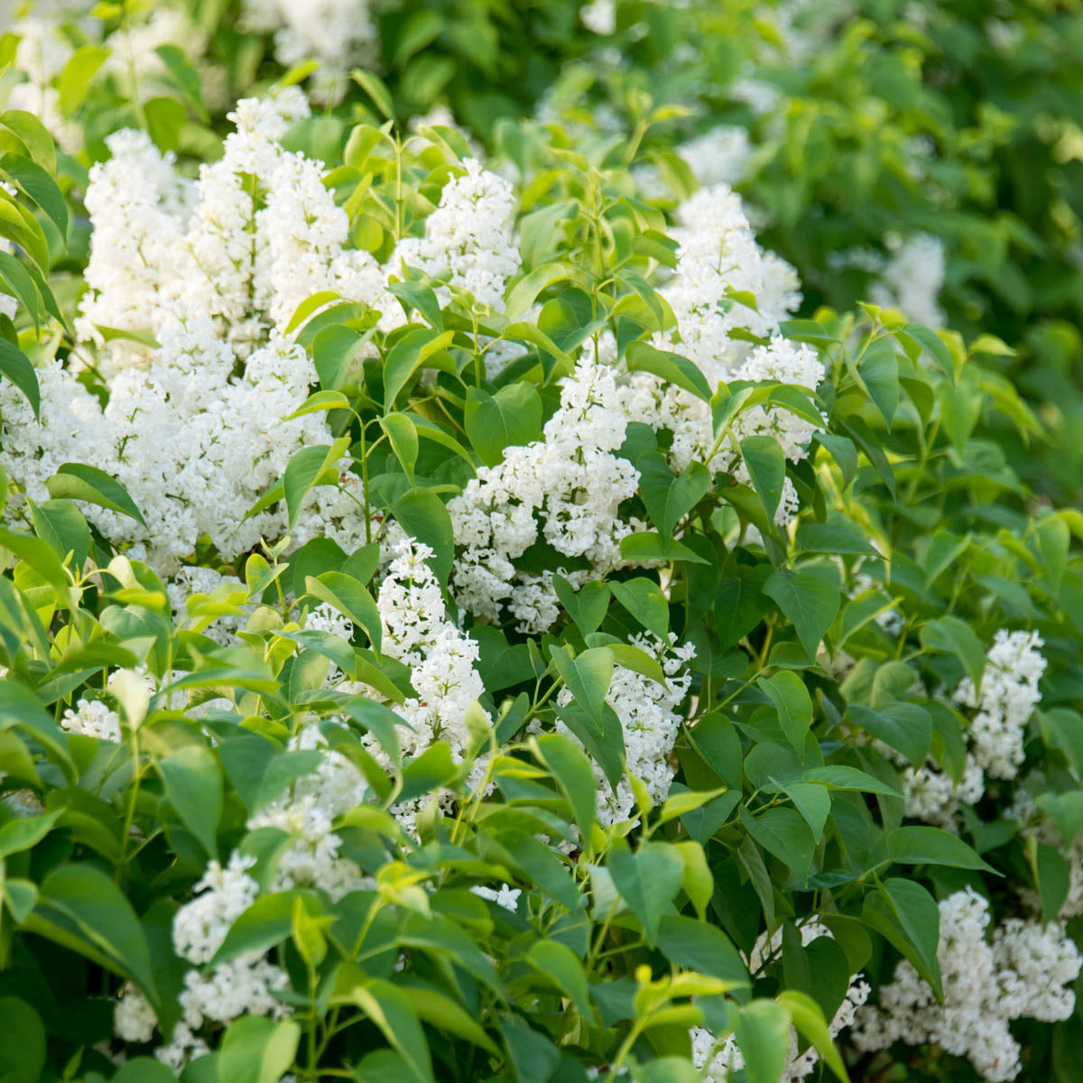 Snowy Beach Party White Flowering Lilac Dormant Bare Root Flowering Starter Shrub (1-Pack)