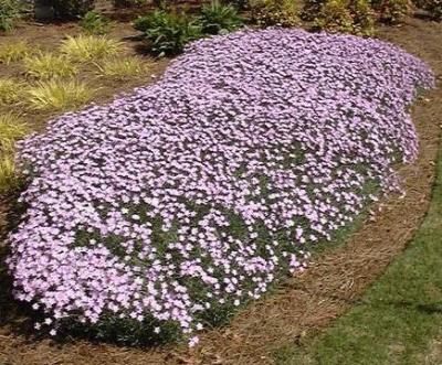 Classy Groundcovers - Border Pinks 'Bath's Pink' Cheddar Pinks {25 Pots - 3 1/2 inch Square}