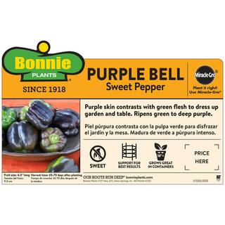 Bonnie Plants 19 oz. Purple Bell Pepper Plant 2104