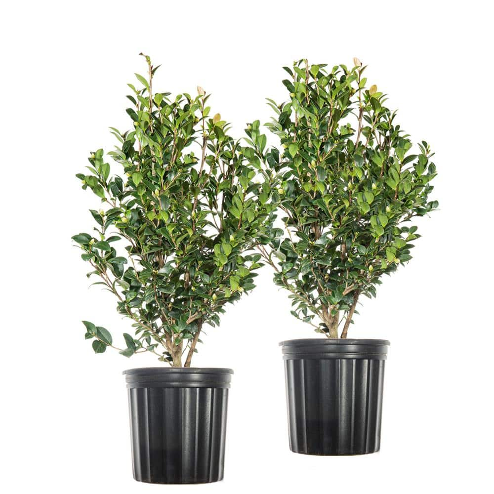 Perfect Plants 3 Gal. Yuletide Camellia Flowering Shrub - Beautiful Red Blooms (2-Pack) THD00438