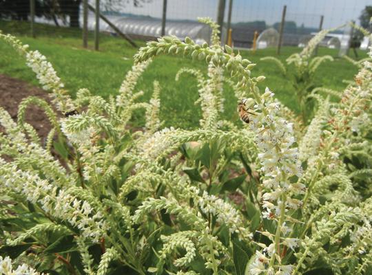 Sparkler White Flower Shrubs