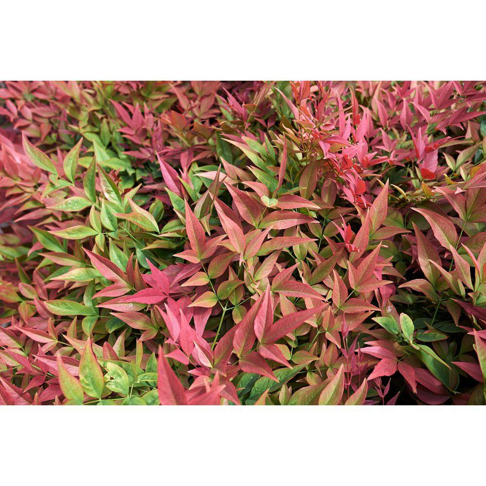 SOUTHERN LIVING 3 Gal. Obsession Nandina Multicolor Live Evergreen Shrub with Red-Green Foliage NANDI3DOB1PK