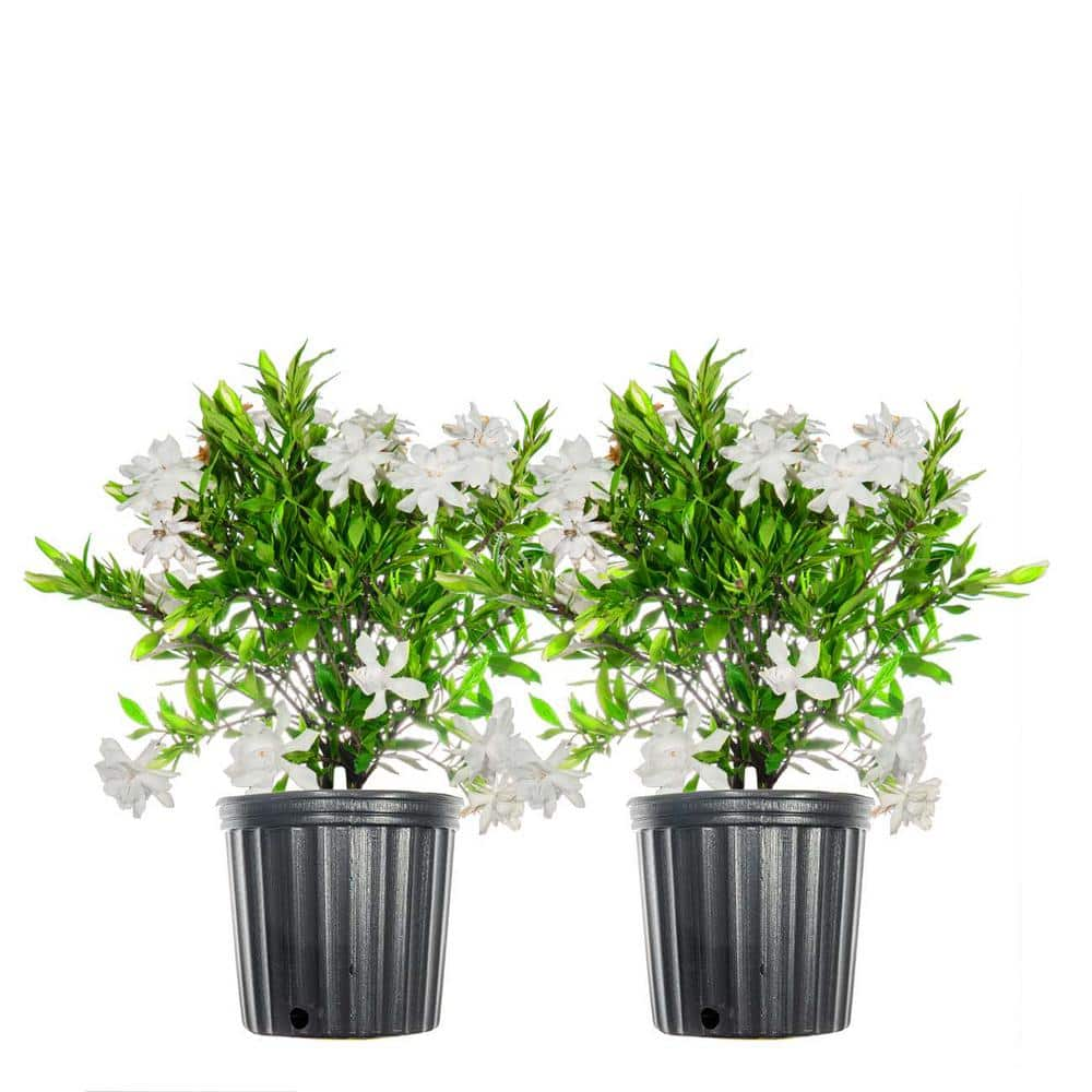 1 Gal. Frostproof Flowering Gardenia Shrub (2-Pack) THD00025