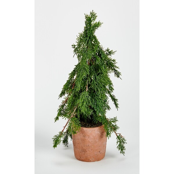 18 Potted Cedar Tree