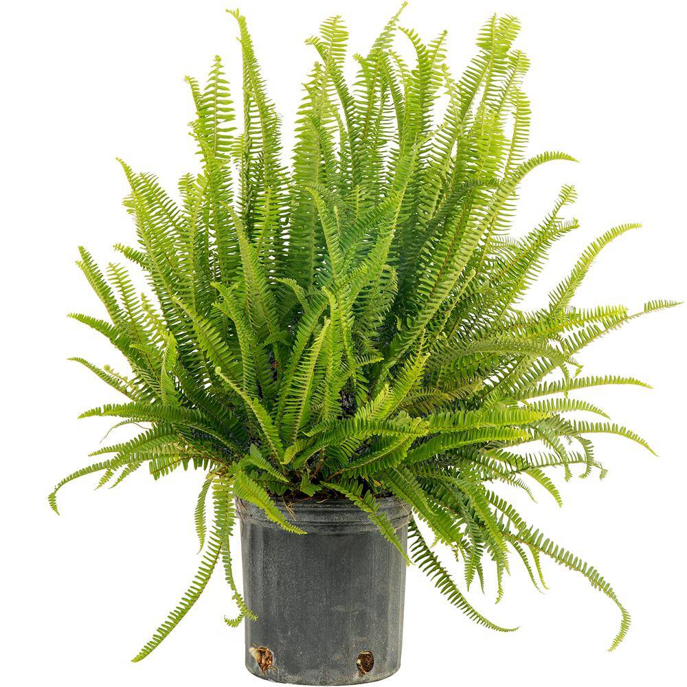 Costa Farms Kimberly Queen IndoorOutdoor Fern in 8-34 in. Grower Pot Avg. Shipping Height 1-2 ft. Tall 10KIM