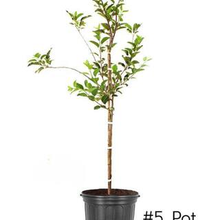 5 gal. Yellow Delicious Apple Tree APPYLD05G