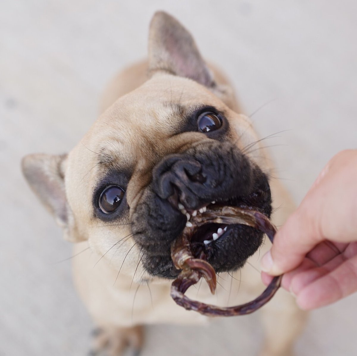 Nature Gnaws Porky Pretzels Dog Treats