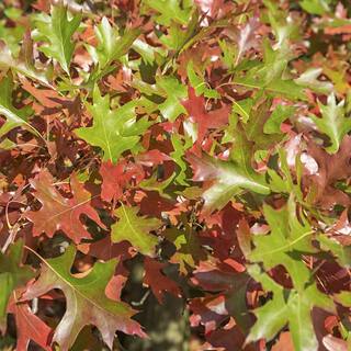 national PLANT NETWORK 2.25 Gal. Deciduous Pin Oak Tree HD7102