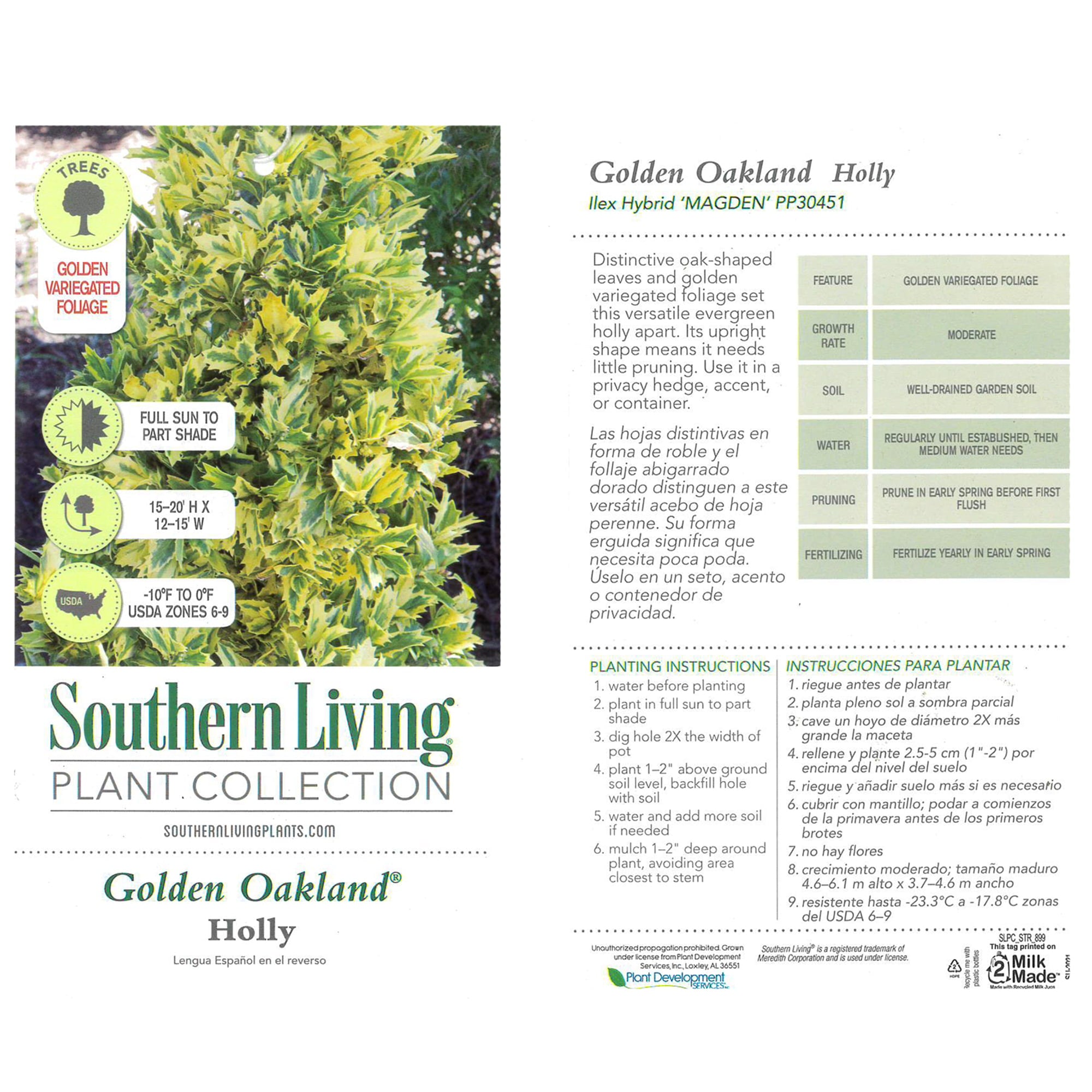 Southern Living Plant Collection Holly Golden Oakland  Live Shrub (3 Gallon)