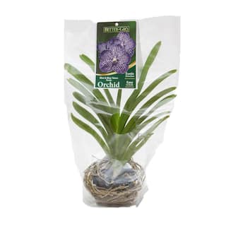 Better-Gro 4 in. Orchid Blue Vanda Package Plant Plastic Basket 20328