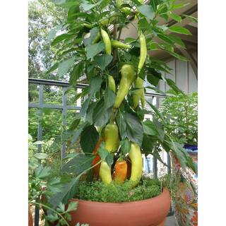 Bonnie Plants 1.19 qt. Banana Sweet Pepper Plant (6-Pack) 2400