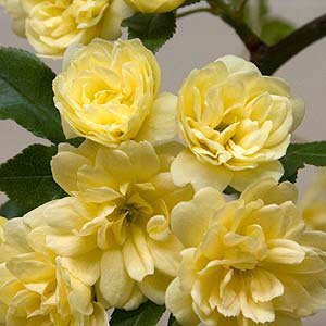 Yellow Lady Banks Rose