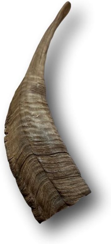 Top Dog Chews Goat Horn Dog Treats， Large