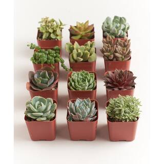 Shop Succulents Unique Succulent Collection (12-Pack) 12-SUC-NO2-2