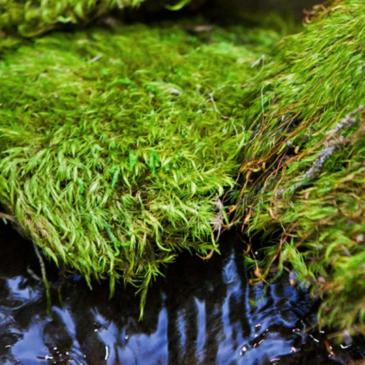 Galapagos Pillow Moss Reptile and Amphibian Terrarium Moss， Fresh Green