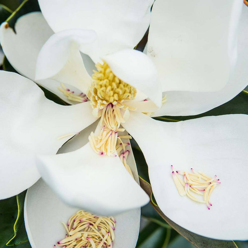 Perfect Plants 2.3 ft. Tall 1 Gal. Little Gem Magnolia Tree Large Fragrant Southern Magnolia Blooms THD00609