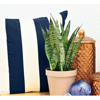 Costa Farms Grower's Choice Sansevieria Indoor Snake Plant in 6 in. Grower Pot Avg. Shipping Height 1-2 ft. Tall 6SANZ