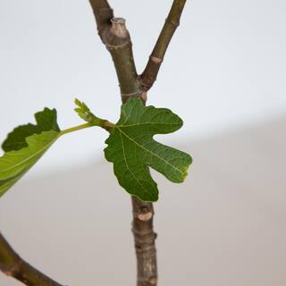 FLOWERWOOD 2.5 Gal. Brown Turkey Fig Tree 20503FL
