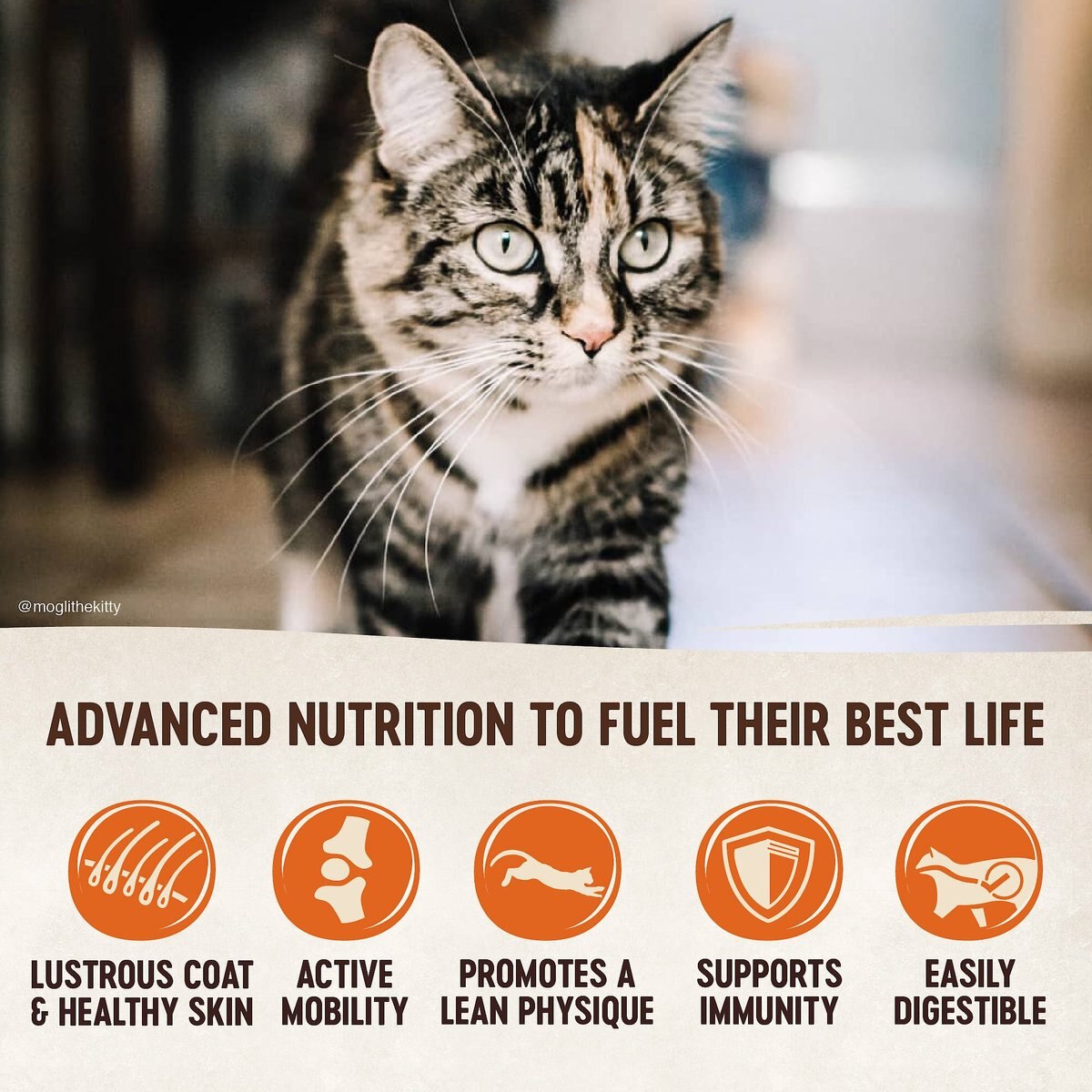 Wellness CORE Grain-Free Turkey， Turkey Meal and Duck Formula Dry Cat Food