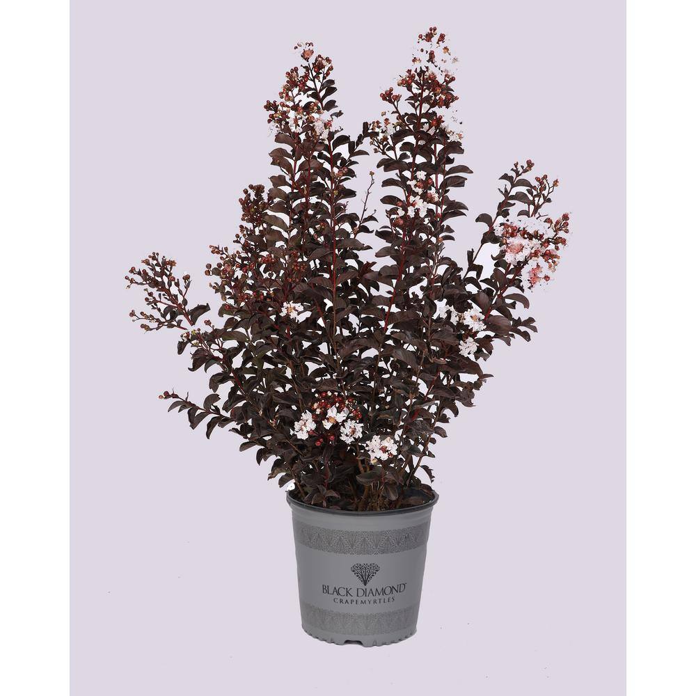BLACK DIAMOND 2 Gal. Pure White Deciduous Crape Myrtle Tree 17870