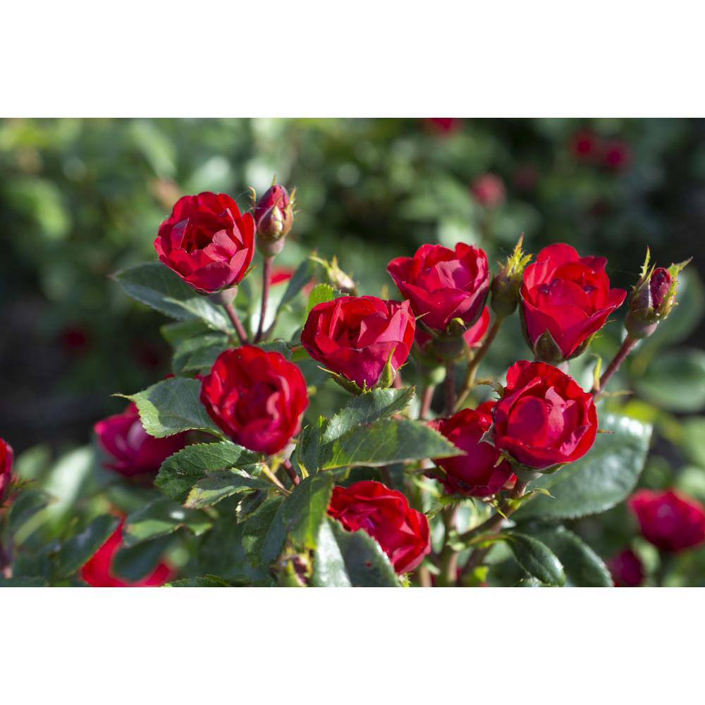 KNOCK OUT 2 Gal. Petite Knock Out Rose Bush with Red Flowers KOROS2PRD1PK