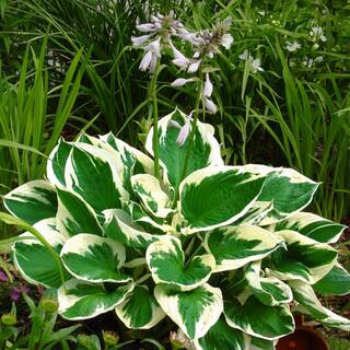 VAN ZYVERDEN Hosta Minuteman (Set of 3 Roots) 83793