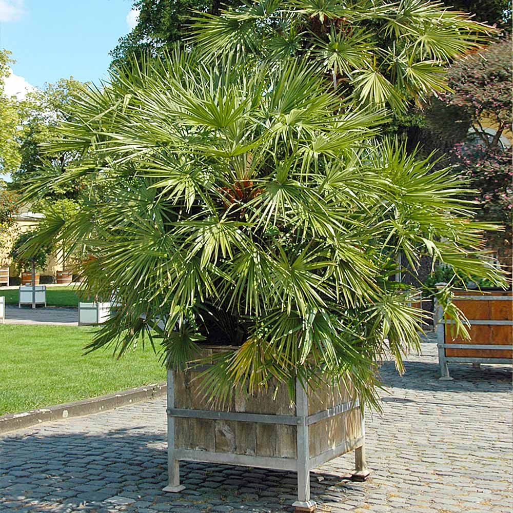 European Fan Palm Tree