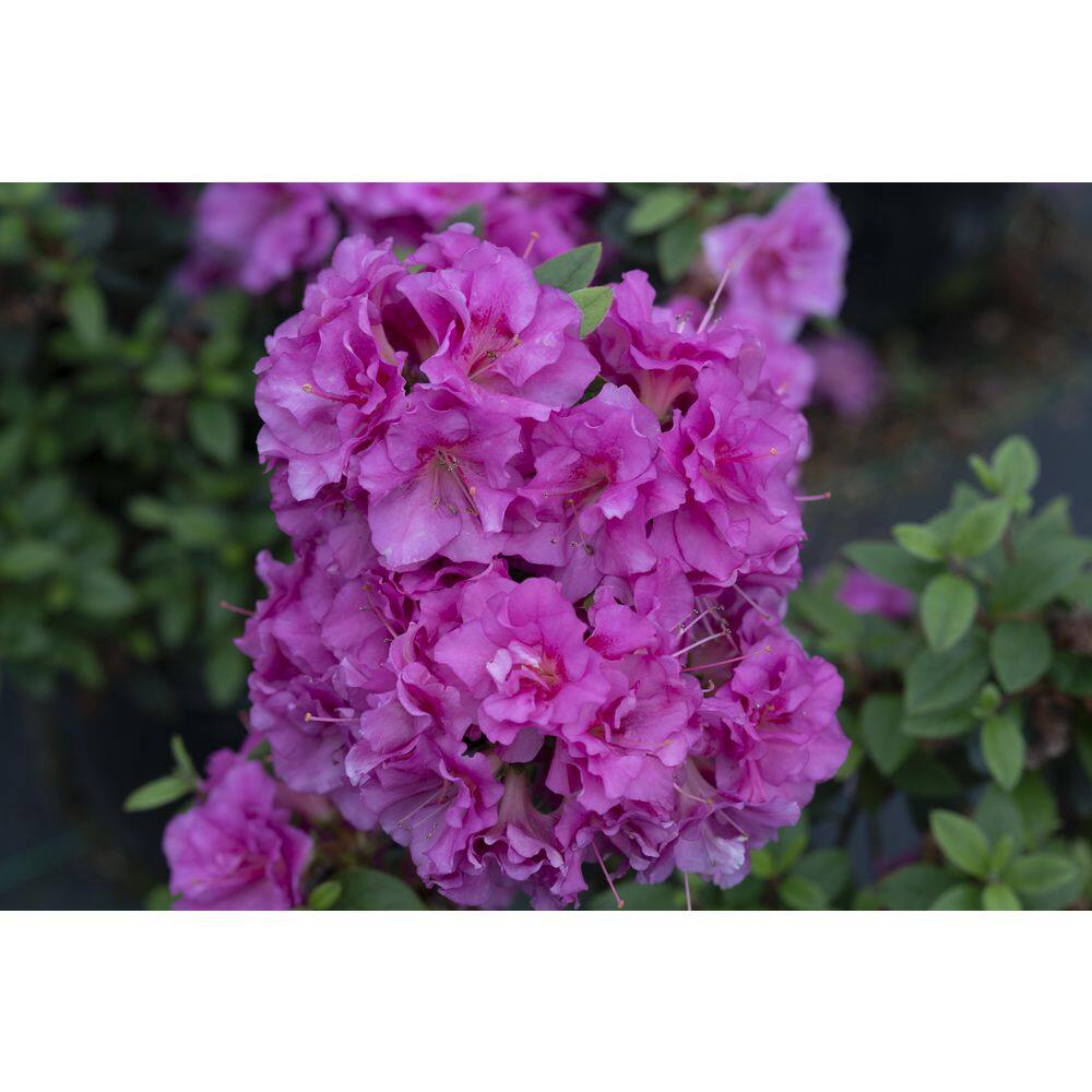 PROVEN WINNERS 2 Gal. Perfecto Mundo Double Purple Reblooming Azalea (Rhododendron) Live Shrub Purple Flowers 12198