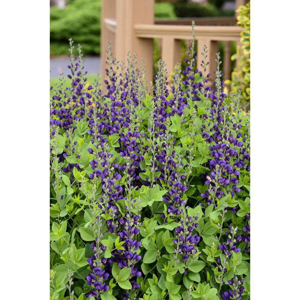 PROVEN WINNERS 3 Gal. Sparkling Sapphires Baptisia Live Perennial Plant (1-Pack) BAPTI3SAP1PK