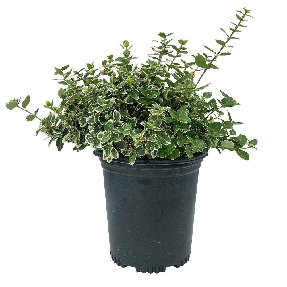 Online Orchards 1 Gal. Emerald Gaiety Euonymus Shrub Silver Trimmed Leaves and Pink Fall Color SBEU005