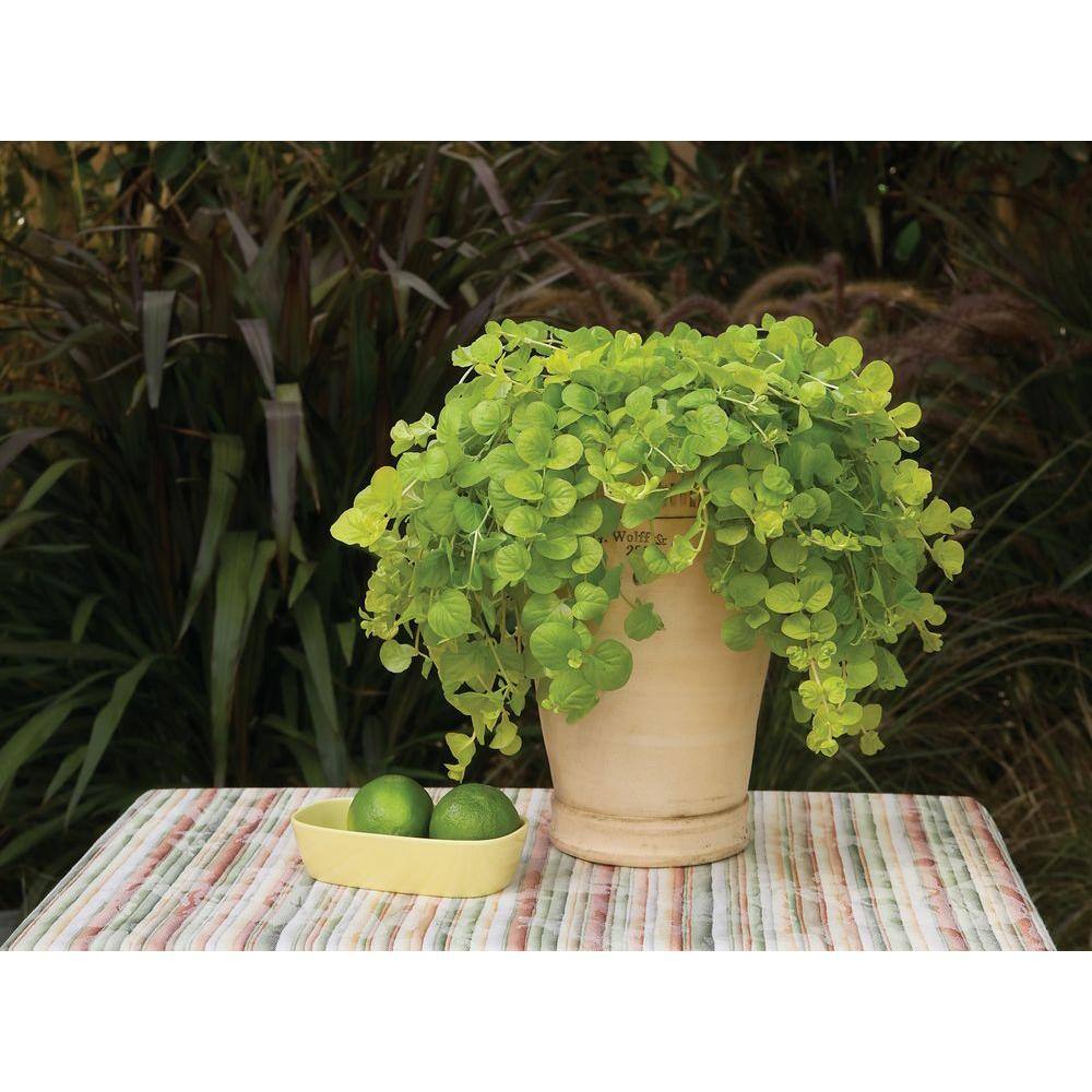 PROVEN WINNERS 4.5 in. Qt. Goldilocks Creeping Jenny (Lysimachia) Live Plant Gold-Green Foliage GRSPRW0017800