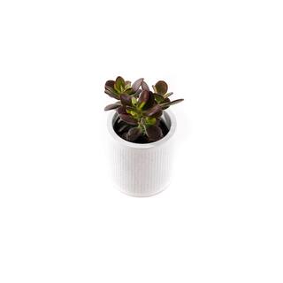 2.5 in. Assorted Succulent Set in White Dot Pot (2-Pack) SUCCLYAS325SWD