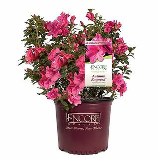 ENCORE AZALEA 1 Gal. Autumn Empress Azalea Shrub with Semi-Double Pink Flowers 10355