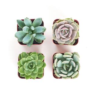 Shop Succulents 2 in. Rosette Succulent (Collection of 4) R4