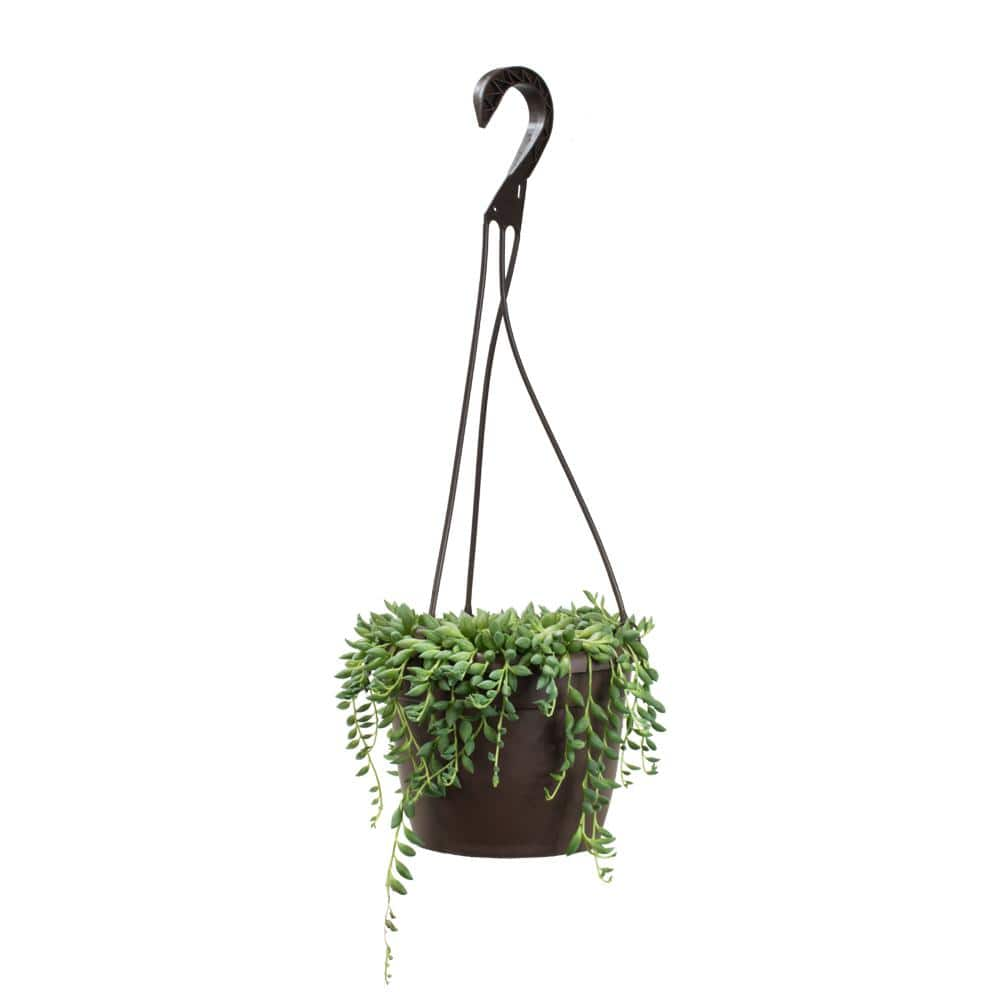 SMART PLANET 6 in. Senecio Hybrid Raindrops Hanging Basket 0883258