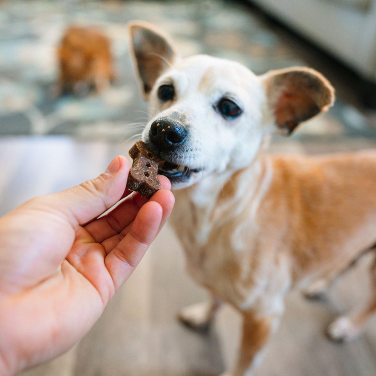 Chasing Our Tails Better Biscuit Chicken Crunchy Dog Treats， 2-lb bag