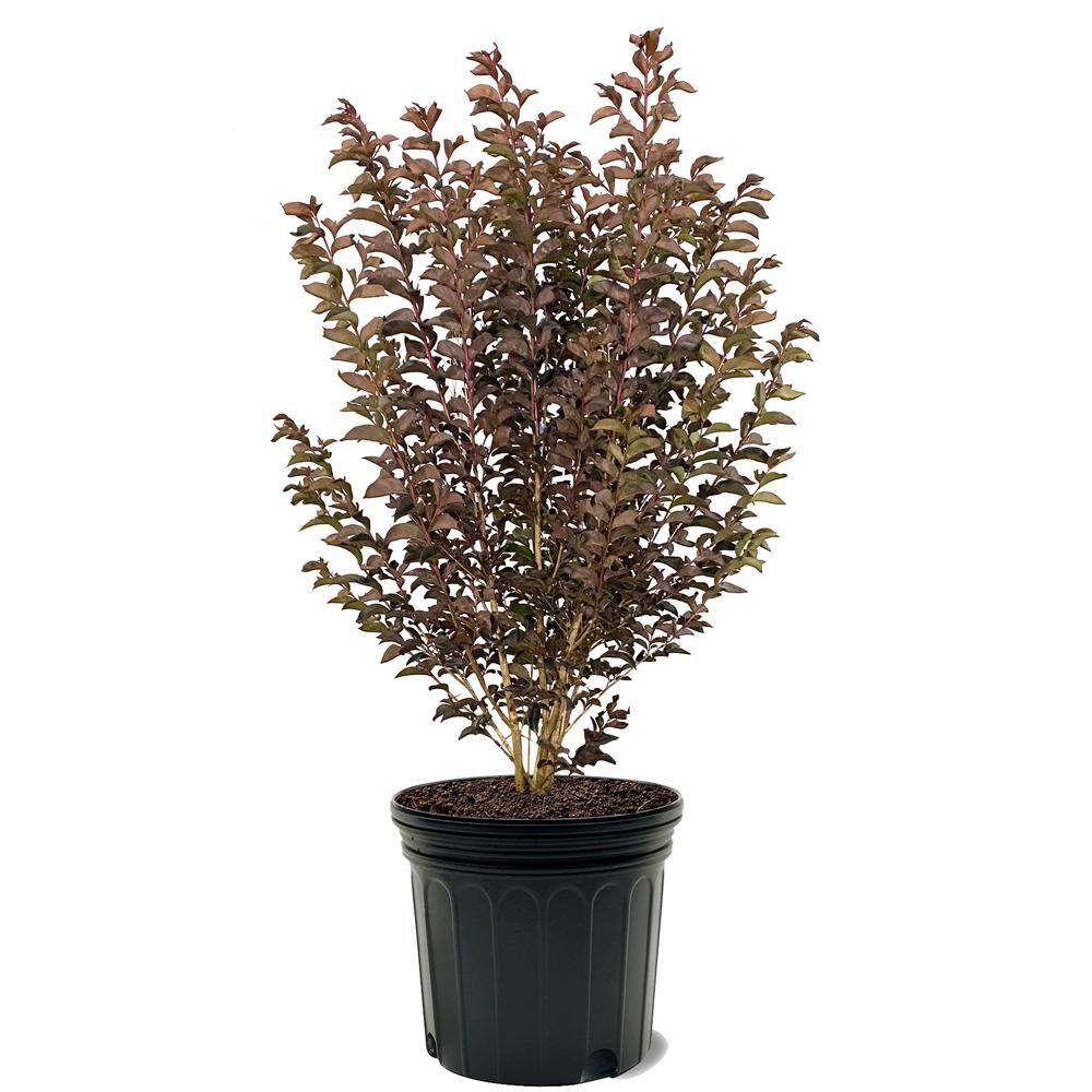 BLACK DIAMOND 7 Gal. Lavender Lace Crape Myrtle Tree CRMBLL07G