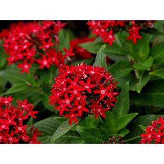 Pure Beauty Farms 1.38 Pt. Penta Plant Red Flowers in 4.5 In. Grower's Pot (4-Plants) DC45PENTARED4