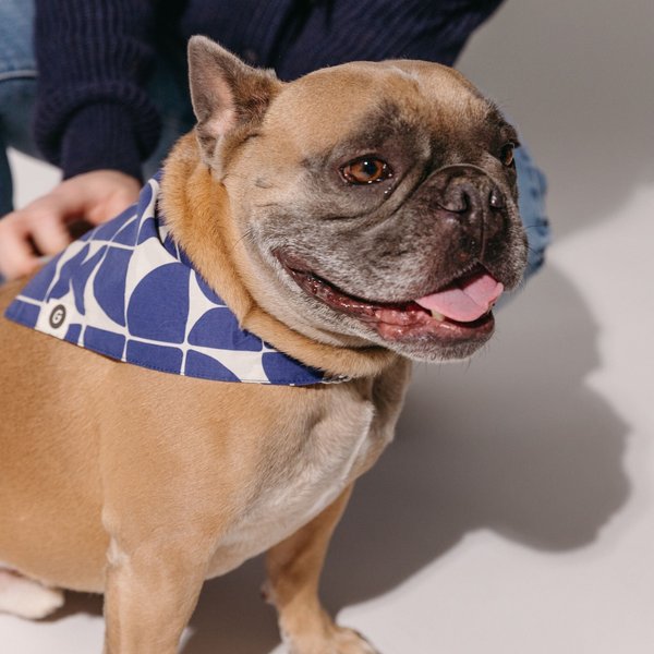 Good Trouble Combed Cotton Dog Bandana