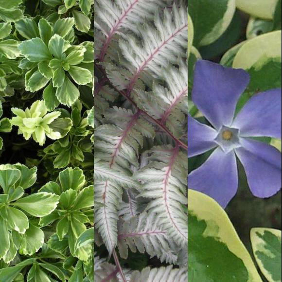 Classy Groundcovers - Collection #2 of Variegated Plants for Shade that Deer Avoid: 50  Pachysandra terminalis 'Silver Edge'， 25 Vinca major 'Variegata'， 25 Athyrium niponicum 'Pictum'