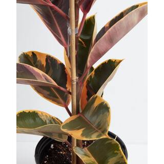 LIVELY ROOT 6 in. Ruby Rubber Plant Tree (Ficus Reobusta Ruby) Plant in Grower Pot LRRUBYTR