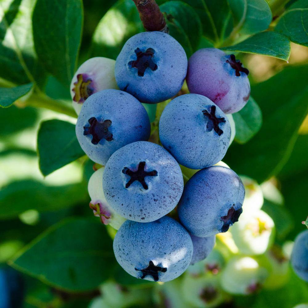 Gurney's 1 Gal. Elliot Blueberry (Vaccinium) Live Fruiting Plant White Flowers with Green Foliage (1-Pack) 62272