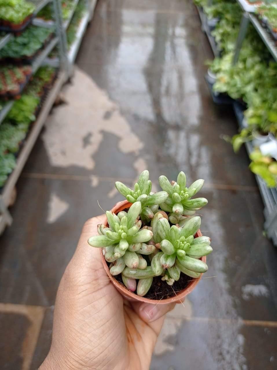 Sedum Rubrotinctum Aurora Pink Jelly Bean Succulent Plant