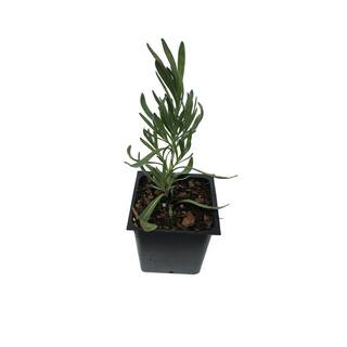 Daylily Nursery Lavender Grosso 1-Plant in a 4 in. Pot 859007833