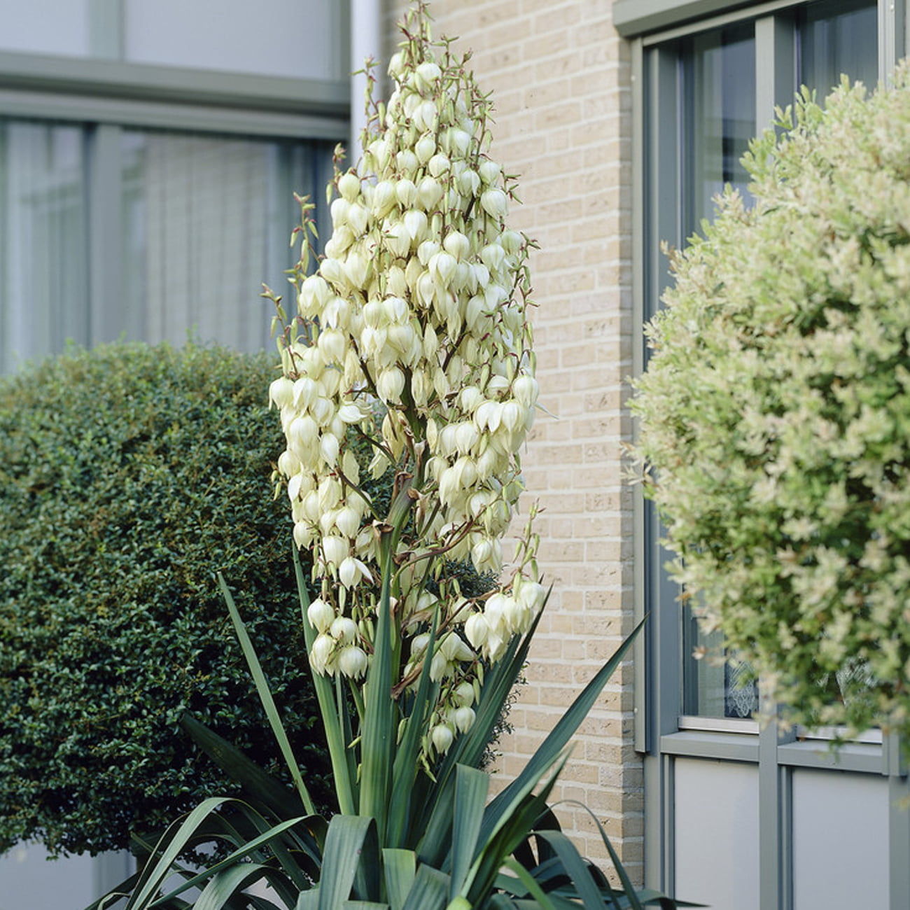 Van Zyverden Yucca Set of 1 Plant Root White Full Sun