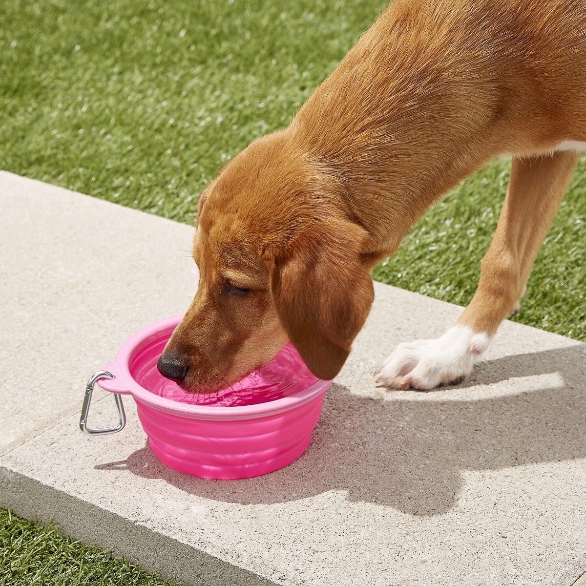 Prima Pets Collapsible Travel Bowl with Carabiner